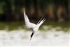 Common Tern at Linford Reserve, Linford GPs, Buckinghamshire. Photographed by Michael Haberfield on 26th July 2026.