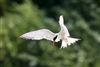 Common Tern at Linford Reserve, Linford GPs, Buckinghamshire. Photographed by Michael Haberfield on 26th July 2026.