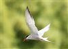 Common Tern at Linford Reserve, Linford GPs, Buckinghamshire. Photographed by Michael Haberfield on 26th July 2026.