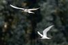 Common Tern at Linford Reserve, Linford GPs, Buckinghamshire. Photographed by Michael Haberfield on 26th July 2026.