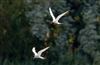 Common Tern at Linford Reserve, Linford GPs, Buckinghamshire. Photographed by Michael Haberfield on 26th July 2026.