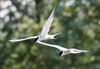 Common Tern at Linford Reserve, Linford GPs, Buckinghamshire. Photographed by Michael Haberfield on 26th July 2026.