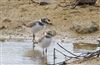 Little Ringed Plover at Logistica Flood, Milton Keynes, Buckinghamshire. Photographed by Michael Haberfield on 28th June 2026.