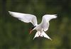 Common Tern at Linford Reserve, Linford GPs, Buckinghamshire. Photographed by Michael Haberfield on 26th July 2026.