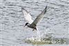 Common Tern at Linford Reserve, Linford GPs, Buckinghamshire. Photographed by Michael Haberfield on 26th July 2026.