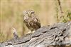 Little Owl at Burcott, Buckinghamshire. Photographed by Isin Malin on 24th July 2026.