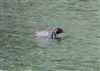 Photo of Little Grebe at Linford Reserve, Linford GPs, Buckinghamshire. Taken by Michael Haberfield on 28th June 2026.