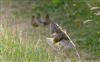 Photo of Greenfinch at Linford Reserve, Linford GPs, Buckinghamshire. Taken by Michael Haberfield on 4th July 2026.