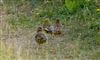 Photo of Greenfinch at Linford Reserve, Linford GPs, Buckinghamshire. Taken by Michael Haberfield on 4th July 2026.