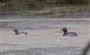 Photo of Little Grebe at Bradwell Lakes, Linford GPs, Buckinghamshire. Taken by Michael Haberfield on 4th July 2026.