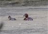 Photo of Little Grebe at Linford Reserve, Linford GPs, Buckinghamshire. Taken by Michael Haberfield on 4th July 2026.