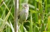 Photo of Sedge Warbler at Linford Reserve, Linford GPs, Buckinghamshire. Taken by Michael Haberfield on 4th July 2026.