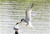 Photo of Common Tern at Linford Reserve, Linford GPs, Buckinghamshire. Taken by Michael Haberfield on 4th July 2026.