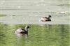 Photo of Little Grebe at Linford Reserve, Linford GPs, Buckinghamshire. Taken by Michael Haberfield on 4th July 2026.
