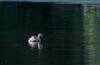 Photo of Little Grebe at Linford Reserve, Linford GPs, Buckinghamshire. Taken by Michael Haberfield on 4th July 2026.