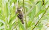 Photo of Sedge Warbler at Linford Reserve, Linford GPs, Buckinghamshire. Taken by Michael Haberfield on 5th July 2026.