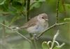 Photo of Garden Warbler at Linford Reserve, Linford GPs, Buckinghamshire. Taken by Michael Haberfield on 5th July 2026.