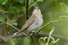 Photo of Garden Warbler at Linford Reserve, Linford GPs, Buckinghamshire. Taken by Michael Haberfield on 5th July 2026.