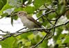 Photo of Garden Warbler at Linford Reserve, Linford GPs, Buckinghamshire. Taken by Michael Haberfield on 5th July 2026.