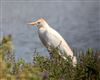 Photo of Cattle Egret at Dorney Common, Dorney, Buckinghamshire. Taken by Tony James on 7th July 2026.