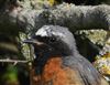 Photo of Redstart at Rowsham, Buckinghamshire. Taken by Mike Wallen on 7th July 2026.
