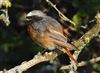 Photo of Redstart at Rowsham, Buckinghamshire. Taken by Mike Wallen on 6th July 2026.