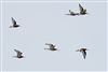 Photo of Black-tailed Godwit at Dorney Common, Dorney, Buckinghamshire. Taken by Helaine Cadman on 10th August 2026.