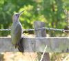 Green Woodpecker at Little Missenden, Buckinghamshire. Photographed by Don Stone on 2nd August 2026.