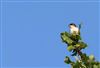 House Martin at Lee Common , Buckinghamshire. Photographed by Don Stone on 3rd August 2026.
