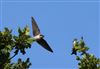House Martin at Lee Common , Buckinghamshire. Photographed by Don Stone on 3rd August 2026.