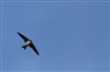 House Martin at Lee Common , Buckinghamshire. Photographed by Don Stone on 3rd August 2026.