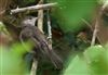 Blackcap at Lee Common , Buckinghamshire. Photographed by Don Stone on 5th August 2026.