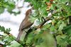 Blackcap at Lee Common , Buckinghamshire. Photographed by Don Stone on 5th August 2026.