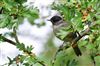 Blackcap at Lee Common , Buckinghamshire. Photographed by Don Stone on 5th August 2026.