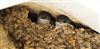 House Martin at Lee Common , Buckinghamshire. Photographed by Don Stone on 20th July 2026.