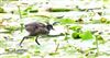 Moorhen at Wendover, Buckinghamshire. Photographed by Don Stone on 21st July 2026.