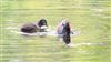 Moorhen at Wendover, Buckinghamshire. Photographed by Don Stone on 21st July 2026.