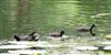 Moorhen at Wendover, Buckinghamshire. Photographed by Don Stone on 21st July 2026.