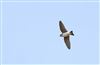 House Martin at Lee Common , Buckinghamshire. Photographed by Don Stone on 22nd July 2026.