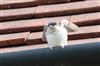 House Martin at Lee Common , Buckinghamshire. Photographed by Don Stone on 22nd July 2026.