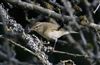 Photo of Willow Warbler at Linford Reserve, Linford GPs, Buckinghamshire. Taken by Michael Haberfield on 28th July 2026.