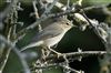 Photo of Willow Warbler at Linford Reserve, Linford GPs, Buckinghamshire. Taken by Michael Haberfield on 28th July 2026.