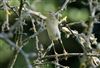 Photo of Willow Warbler at Linford Reserve, Linford GPs, Buckinghamshire. Taken by Michael Haberfield on 28th July 2026.