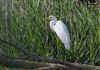 Photo of Great White Egret at Linford Reserve, Linford GPs, Buckinghamshire. Taken by Michael Haberfield on 31st July 2026.