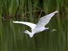 Little Egret at Linford Reserve, Linford GPs, Buckinghamshire. Photographed by Michael Haberfield on 1st August 2026.