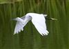 Little Egret at Linford Reserve, Linford GPs, Buckinghamshire. Photographed by Michael Haberfield on 1st August 2026.