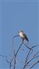 Photo of Spotted Flycatcher at South Heath, Buckinghamshire. Taken by Stewart Dennis on 12th August 2026.