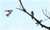 House Martin at Lee Common , Buckinghamshire. Photographed by Don Stone on 9th August 2026.