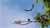 House Martin at Lee Common , Buckinghamshire. Photographed by Don Stone on 9th August 2026.