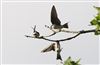House Martin at Lee Common , Buckinghamshire. Photographed by Don Stone on 9th August 2026.